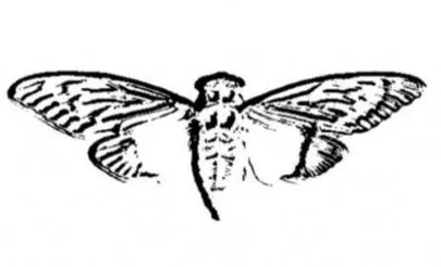 Cicada3301
